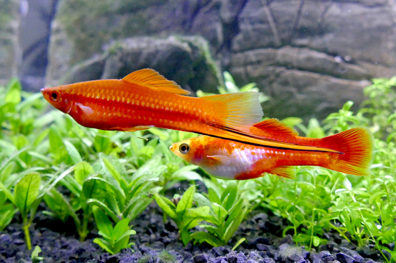 Male and female swordtail fish. (Photo: Wojciech J. Płuciennik)